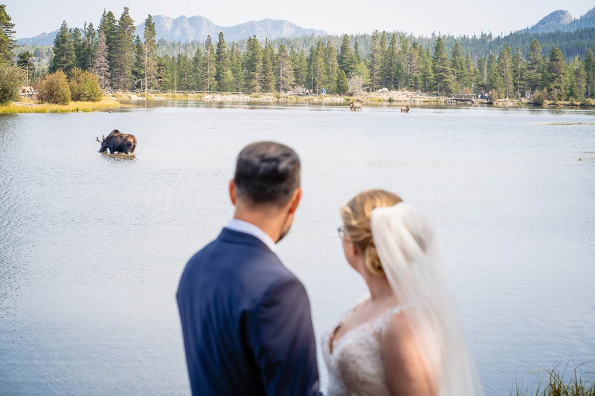 sprague lake moose at wedding