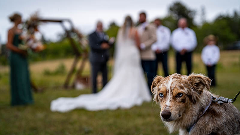 Puppy at wedding looks bored